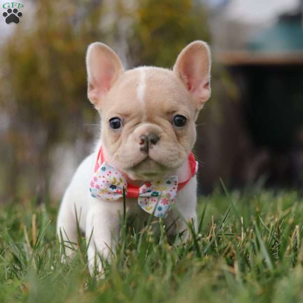 Angela, French Bulldog Puppy